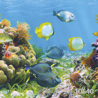 Коралловый риф