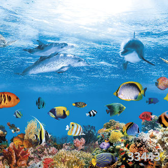 Коралловый риф и дельфины