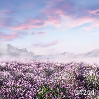 Лавандовое поле